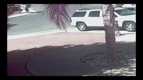 In 2014, Tara the cat saved a child from an unprovoked dog attack by bodyslamming the dog.