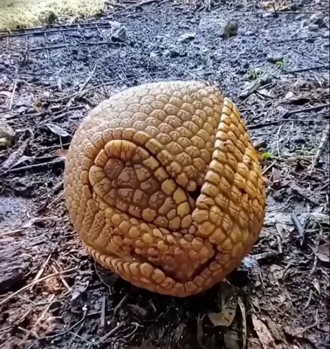 🔥The Southern Three-Banded Armadillo (Tolypeutes matacus) is one of the only armadillo species capable of rolling into a completely sealed sphere