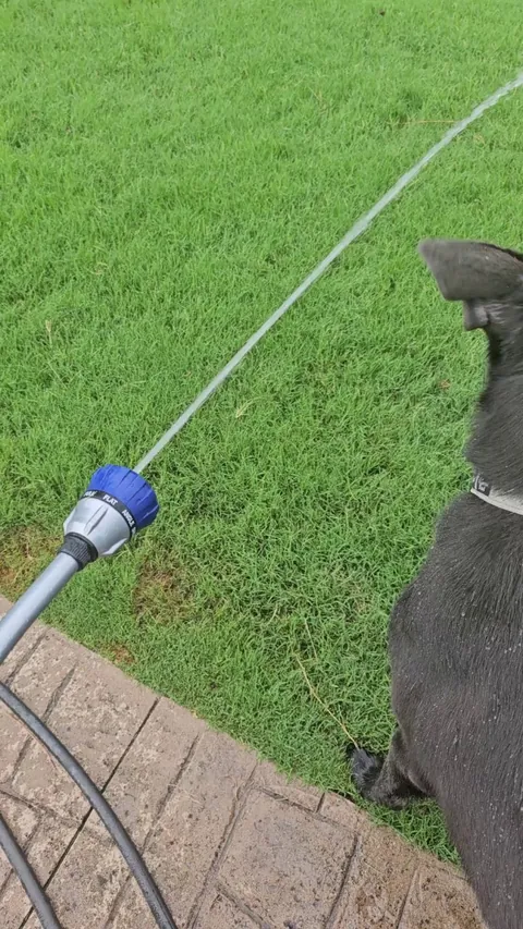 Can't forget to water the dog!