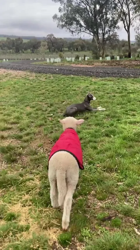 (OC) My whippet puppy and lamb playing