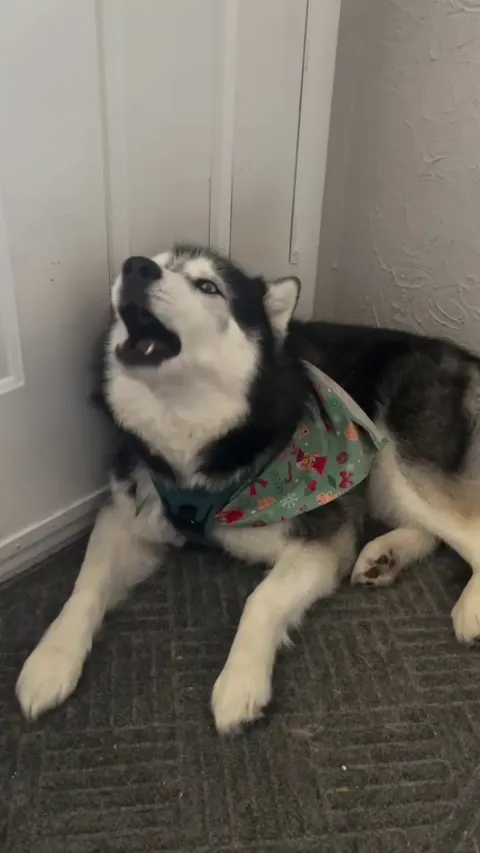 Husky ambulance 🚑