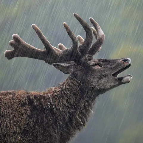 🔥 Red Deer enjoying the rain