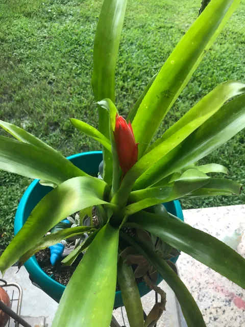 My dad gave me this bromeliad out of his garden shortly after he was diagnosed with cancer. 8 months after he passed it is blooming for the very first time. First time crying over a plant but I can imagine it won’t be the last.