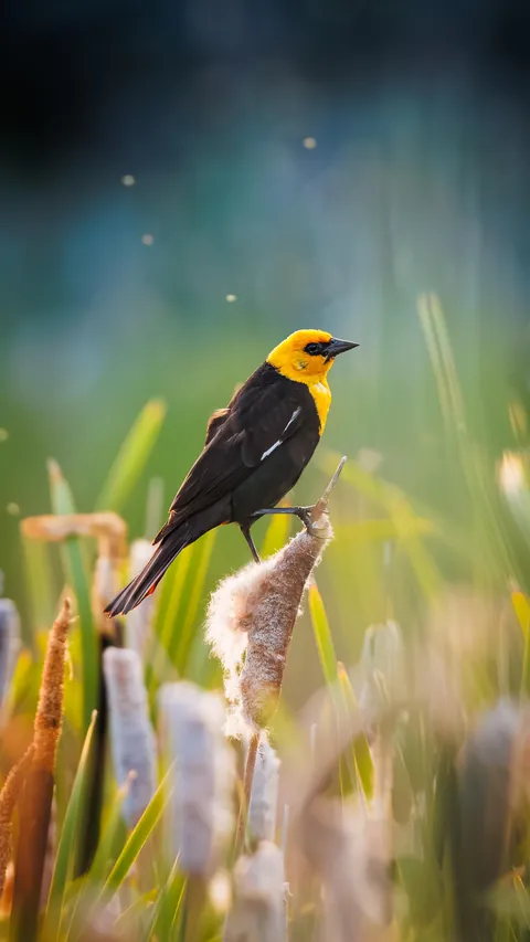 ITAP of a Yellow-Headed Blackbird