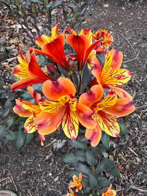 Alstroemeria - Peruvian lily