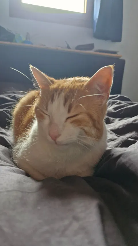Tribute to my beloved Simba