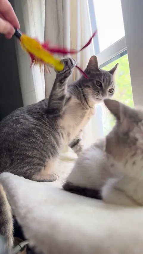 my kittens hate each other 😔what do i do?