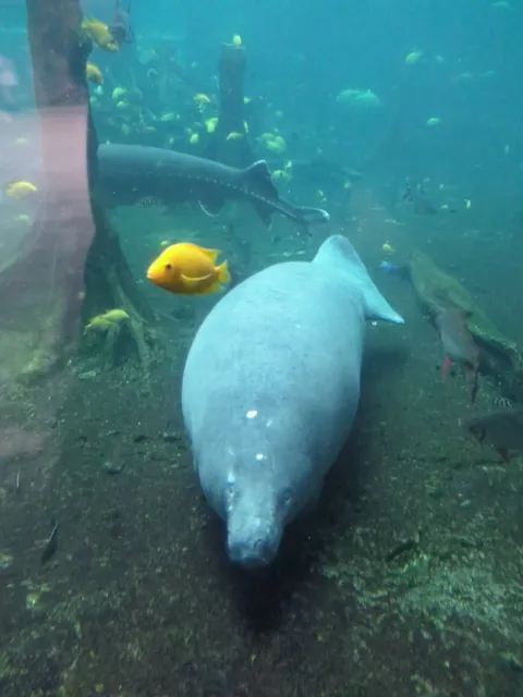 Didn't know manatee could be so swirl like that!