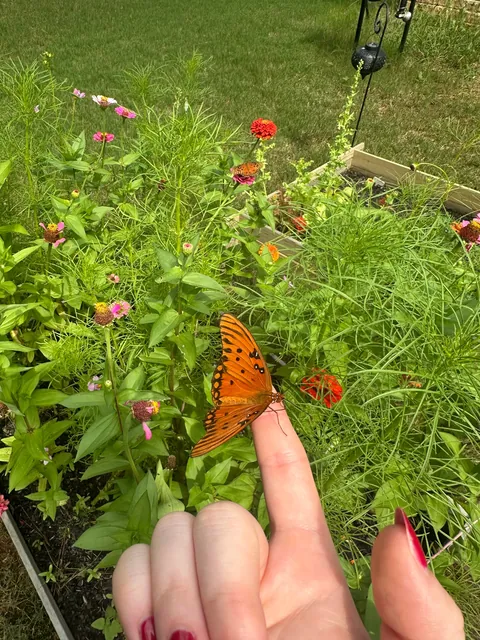Accidental Butterfly Sanctuary