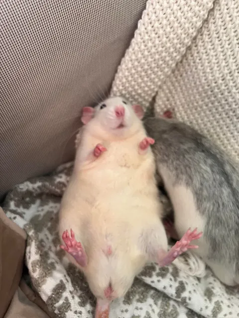 Crimes my rats committed this week