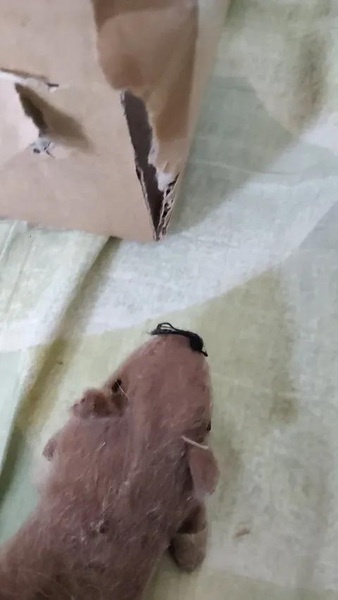 Curiosity killed the mouse