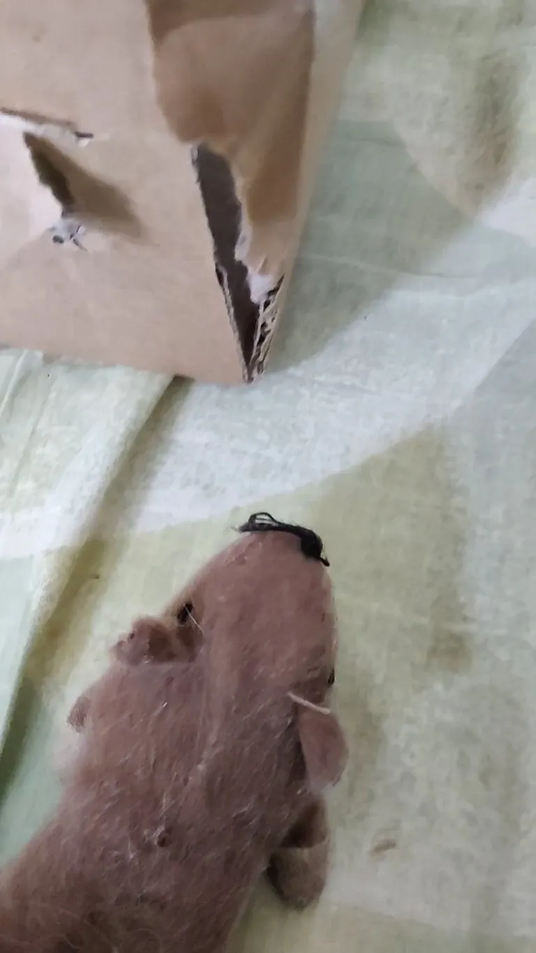 Curiosity killed the mouse