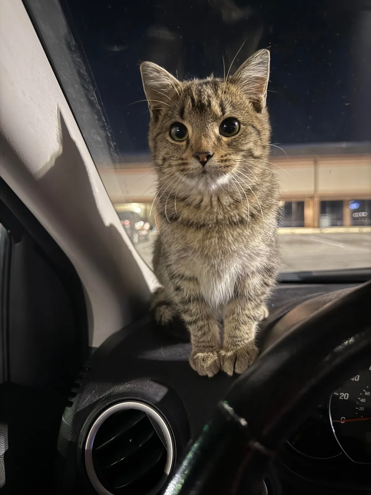 Just found this sweet baby in a parking lot