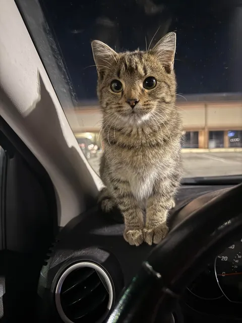 Just found this sweet baby in a parking lot