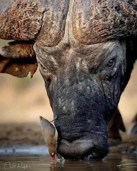 Drinking buddies [Buffalo aided an oxpecker for a much needed refreshment]