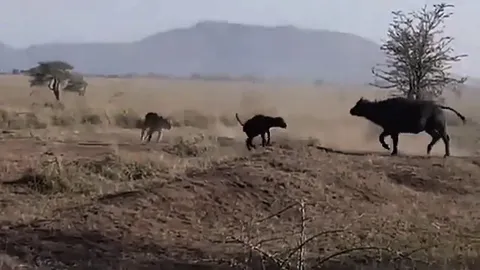 🔥 Water Buffalo defending her calf against two lions