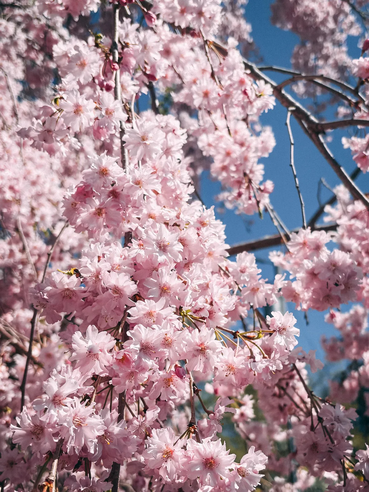 Our cherry tree blossoming