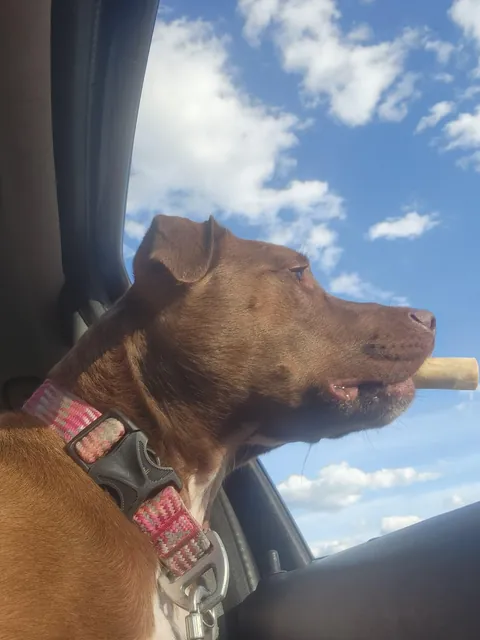 Anytime I give Daisy a rawhide treat on car rides, she goes full Tony Soprano. She doesn't even chew it, just holds it like a stoagie and shows it off to oncoming traffic. Then she hides it under the seat for next time. 🤷‍♂️