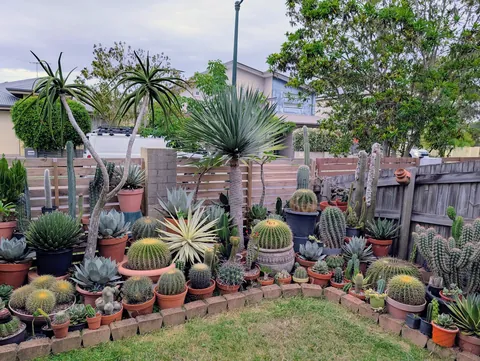 My front garden this summer in Brisbane, AU