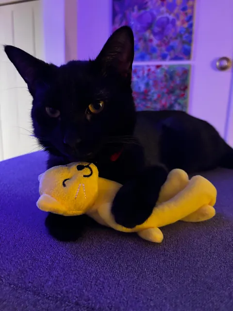 Everyone, meet Gazpacho. My 8th month old rescue!