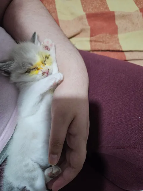 Today marks one year since I adopted Mabel. I wanted to share her Journey with you all. She's doing great!