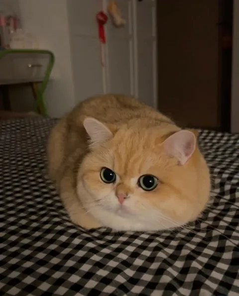 Why is he shaped like a perfect loaf