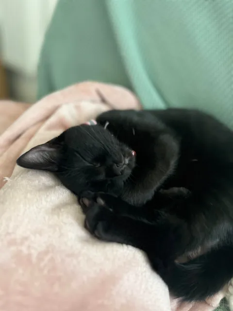 Who said black cats don’t photograph well? 🤔