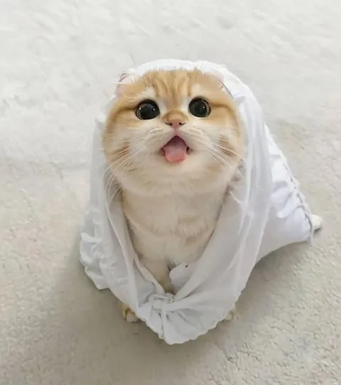 Who gave you a license to melt hearts?