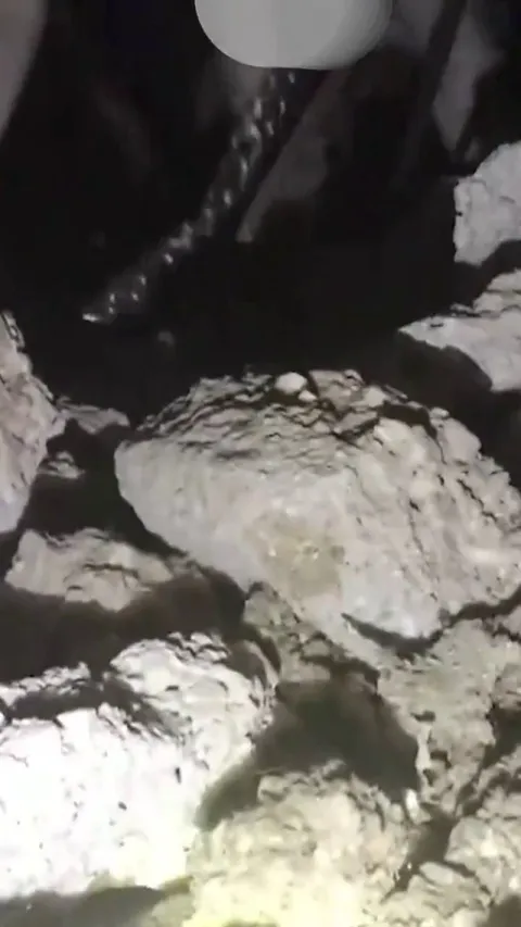 A dog named Alex was found alive and rescued after 23 days under rubble after the earthquake in Turkey