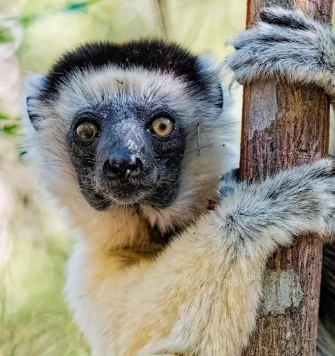 Madagascar : a dying Eden.  It needs you.