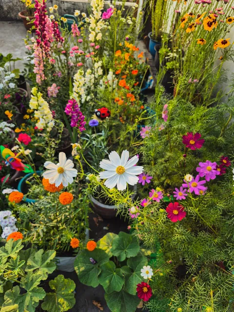 I pressed flowers from my winter garden for my girlfriend