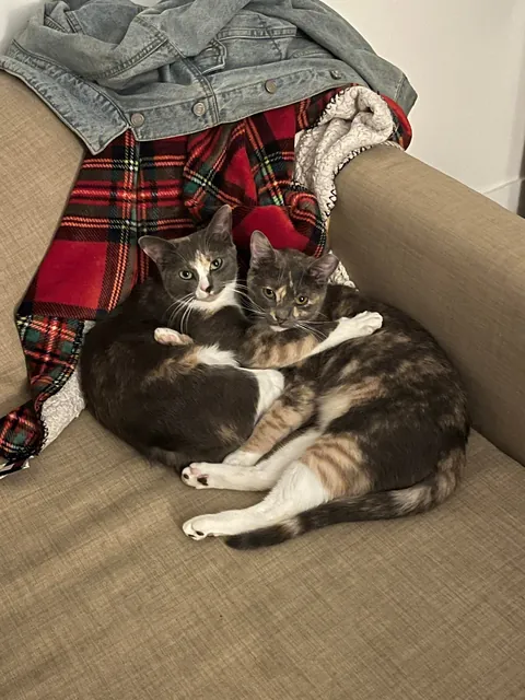 first time cat owner, adopted bonded sisters- so glad I did !