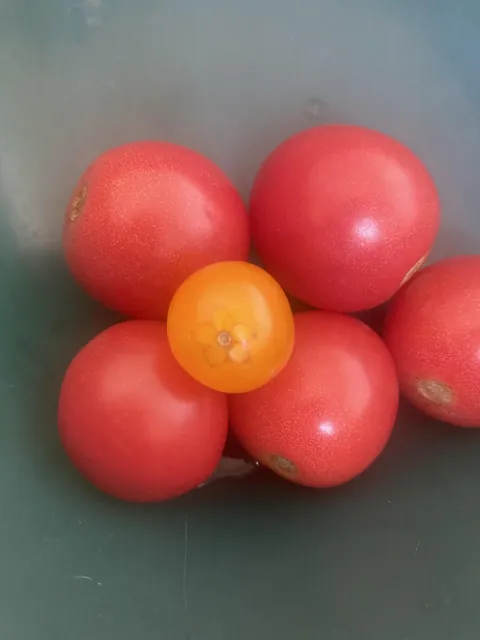 Flower-shaped mark on the cherry tomato from my mom's garden