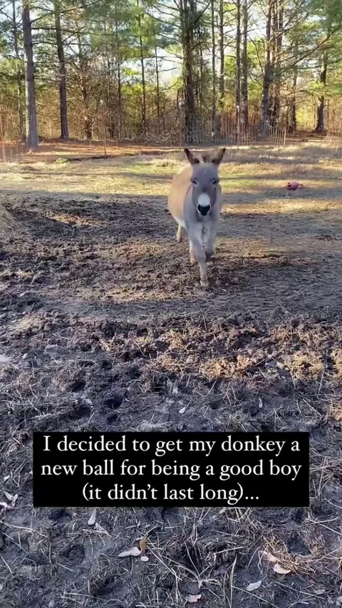 Everyone loves a good donkey ball video.