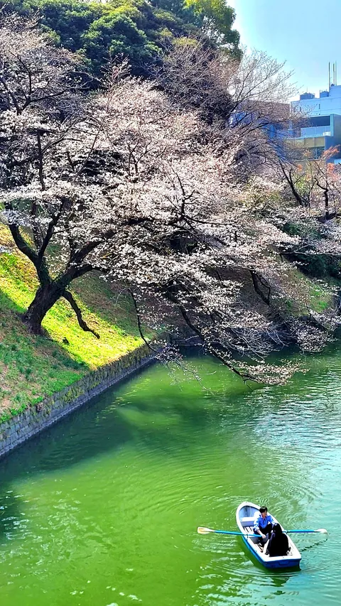 Tokyo under cherry blossoms, Mar/Apr 2025