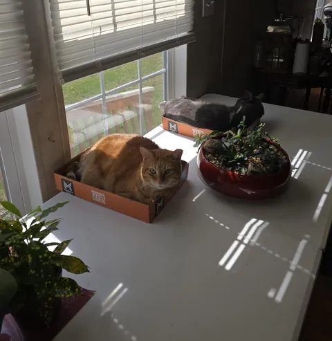 Look what I grew in my window boxes