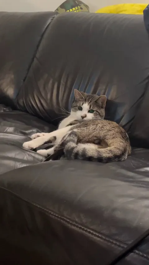 😾 "it's taunting me!"