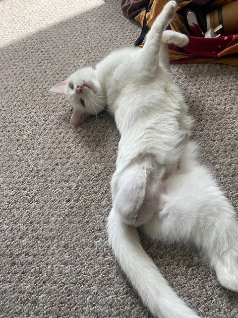 I hope my girl can brighten up someone’s day 🌞