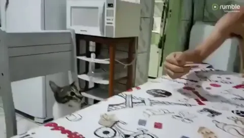 Cat confused by magic trick