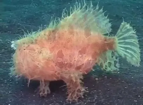 Nothing amazing, just a frogfish! 🤯