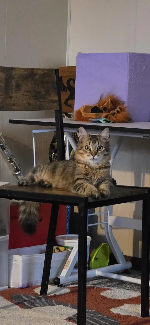 My cat tried to kill himself