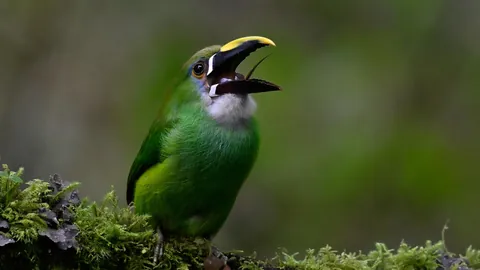 🔥Birds of Colombia are absolutely spectacular. Finishing a 2 week photo tour from Cali to Medellin.