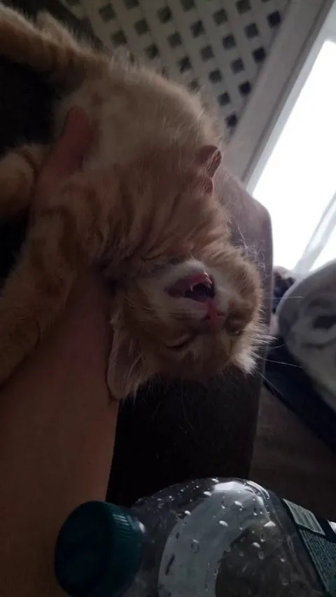 Last year, I adopted Mango. He was left in the streets because he was smaller than his siblings. After a six-hour car trip and his first bath, here’s how he slept.
