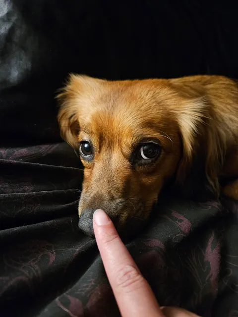 I cannot express enough just how much joy this guy brings me every single day.