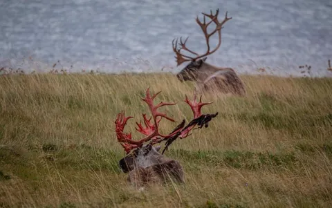 🔥 This bull reindeer has just shed it's velvet, and the antlers are still covered in blood 