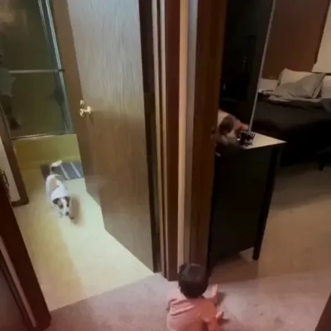 Baby and dog playing chase.