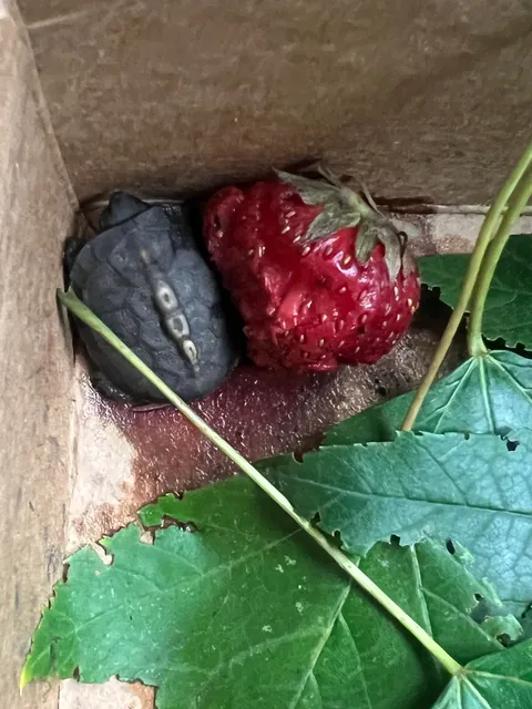 Update to Box Turtle nest hatch post from 2 weeks ago. All 5 eggs in the nest hatched!  Such amazing little creatures!