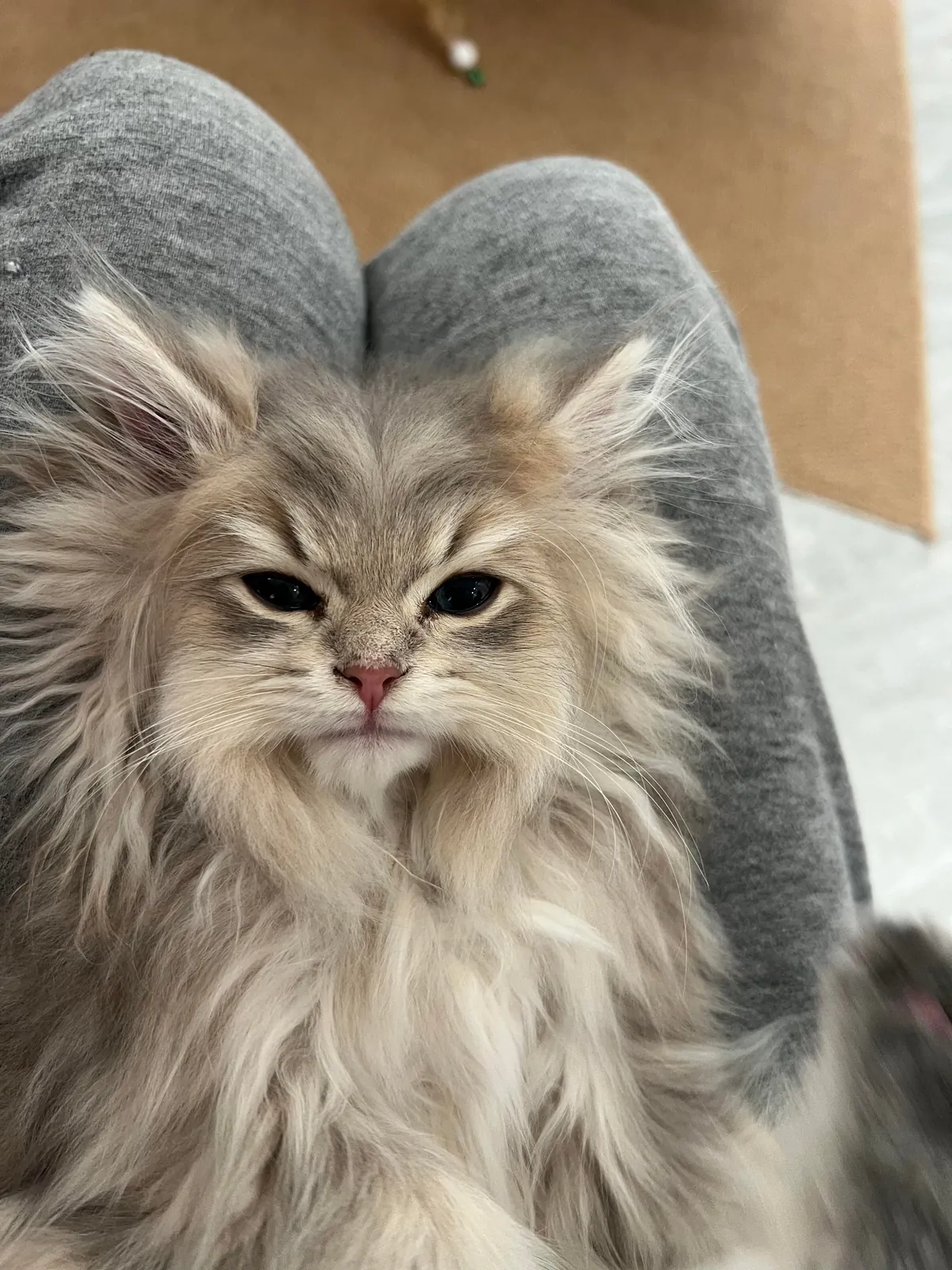 My little fluff just fell asleep on my lap like this💤She looks just like an old grandpa with a fluffy beard