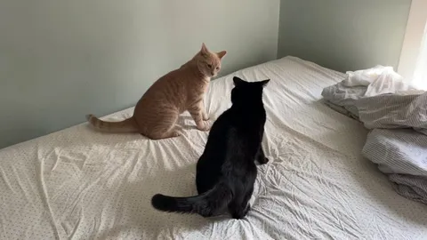 WHY is it that EVERY time I wash my sheets these two knuckleheads have a battle to the death after I put on the new sheets???