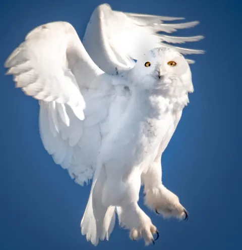 🔥Snowy Owl lift Off (OC)